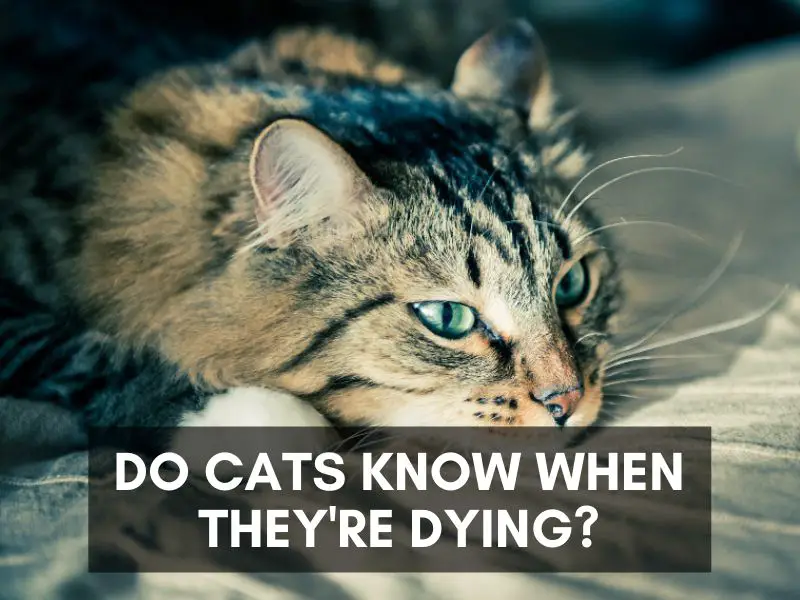 Do cats know when they dying