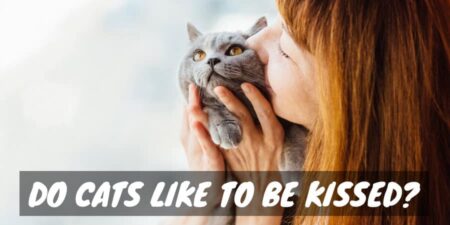 Do Cats Like to Be Kissed? (Kissin' Kittens)