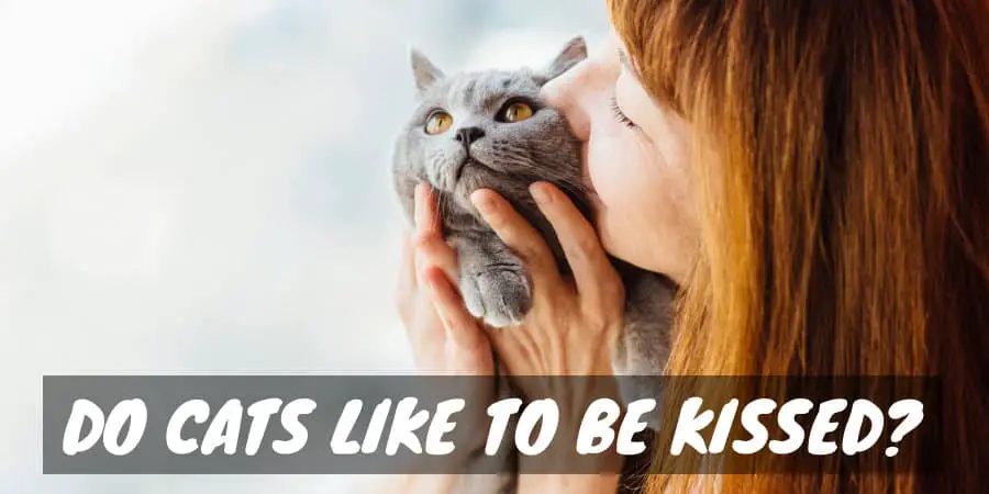 Do Cats Like to Be Kissed?