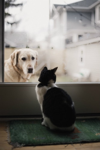 Cat and dog staring at each other through a window