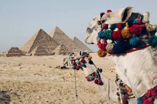 Colorful camel near the Egyptian pyramids
