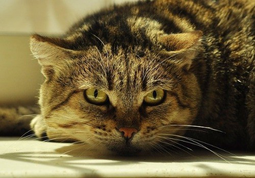 Litterbox Illiterate: Why Do Cats Pee and Poop on Things?