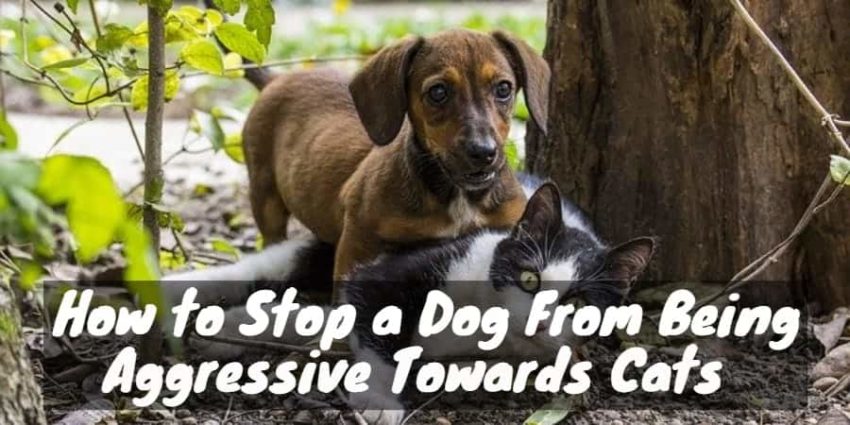 stop dog from being aggressive