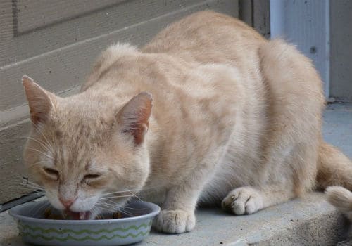 Feed your cat sardines