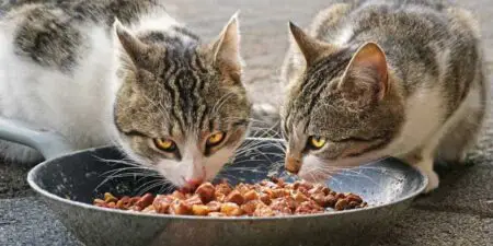 How Much Should You Feed Your Cat?