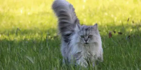 Why Do Cats Have Tails? (The Tale Behind Tails)