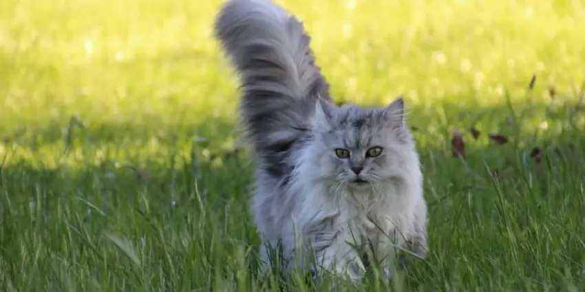 Fluffy cat with big tail running through a field