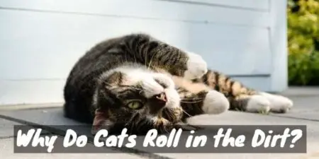 Why Do Cats Roll in the Dirt? (Good Unclean Fun)