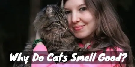 Why Do Cats Smell Good? (And What Does It Mean?)