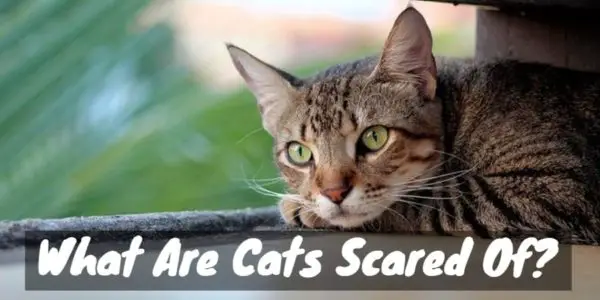 Frightened cat
