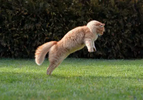 A funny cat jumping on the garden