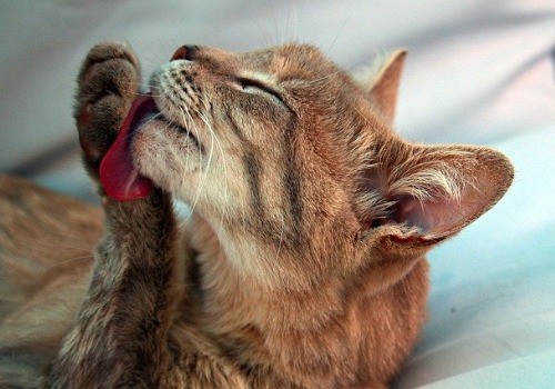 Funny cat licks himself