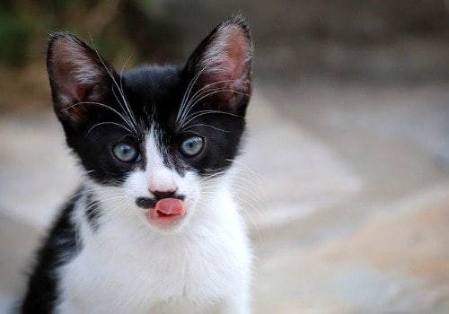 Funny cat is showing tongue