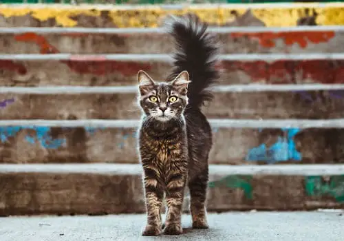 Wiggling Wagging Wonders: Why Do Cats Shake Their Tails?