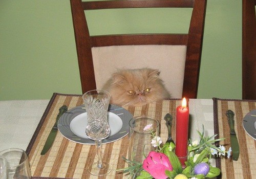 Brave cat with cake getting ready to sing