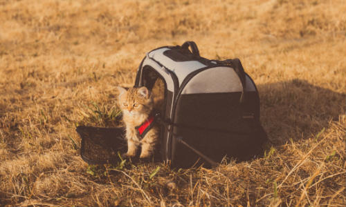 Gray cat in the pet carrier