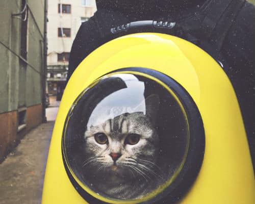 Gray tabby cat in the yellow and black hand-case backpack