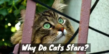Why Do Cats Stare? (Bewildering and Unblinking)
