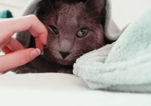 Grey cat in the towel