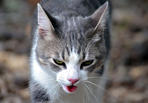 Grey cat is panting