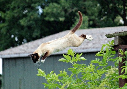 Grey cat jumping from a ledge