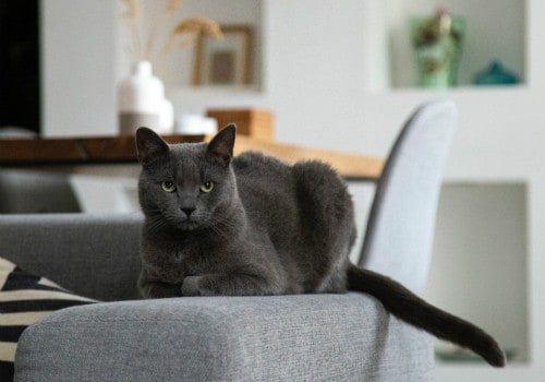 Fulfilling the Stereotype: Why Do Cats Loaf?