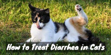 How to Treat Diarrhea in Cats
