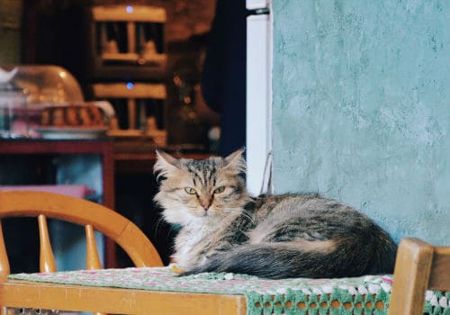 How to Keep Cats Off Counters