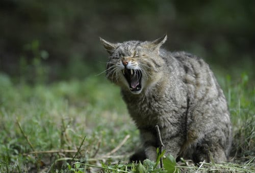 Grey cat roaring in the grass - he thinks he's a lion! 