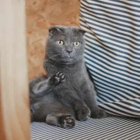 Grey cat with small ears scratching himself