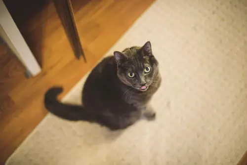 Teasing, Tasting or Taunting: Why Do Cats Stick out Their Tongues?