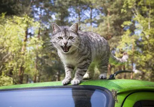 Grey cat sitting on a grey car