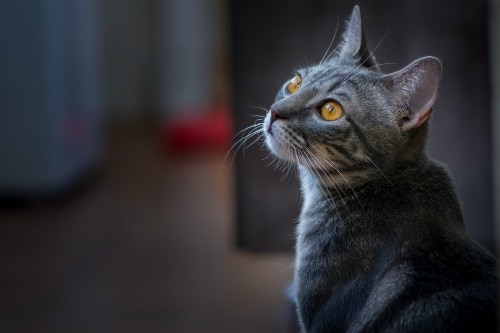The Forgetful Feline: How Long Is a Cat’s Memory?