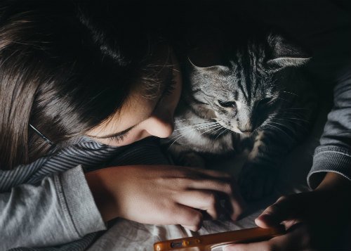 Grey cat and his owner sharing a moment