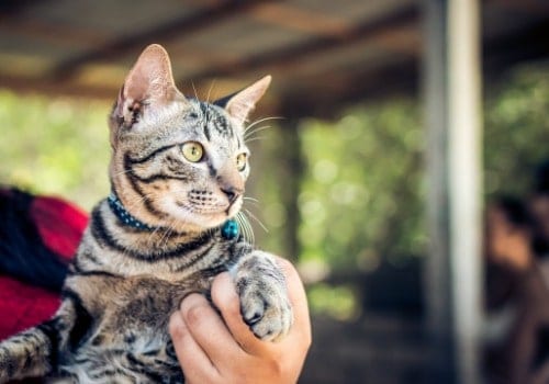 Grey cat with the harness