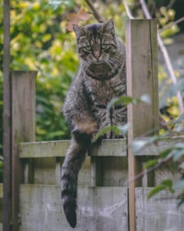 Balanced Communication: Why Do Cats Have Tails?