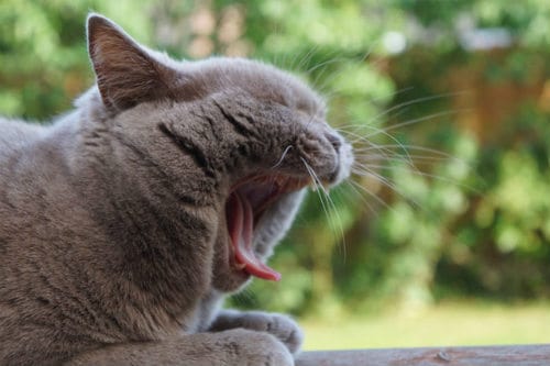 Open Wide: Why Do Cats Yawn?