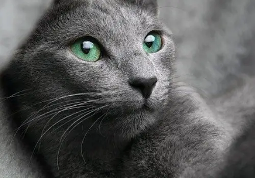 Grey cute cat with green eyes