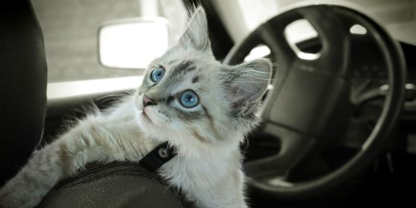 Grey kitten in the car