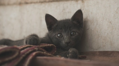 Grey kitten laying against a wall