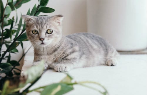 Grey tabby kitten beside green-leafed plant