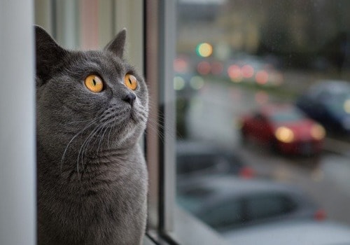 Grey and the white cat likes to be near the window