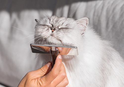 Grooming a persian cat