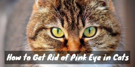 How to Get Rid of Pink Eye in Cats (Curing Kitty’s Conjunctivitis)