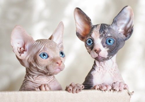 Hairless kittens