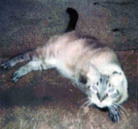 Hoppie, our 3-legged cat, laying on the ground