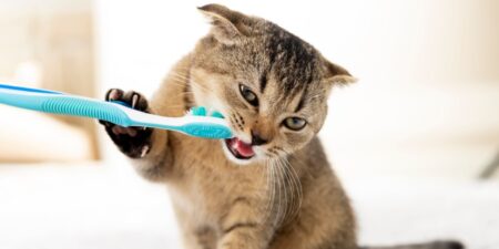 How to Brush Cats' Teeth?
