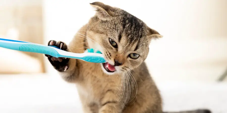 How to brush cats' teeth?