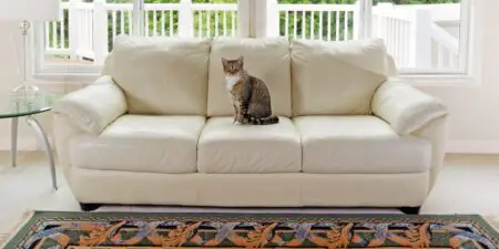 How to Keep Cats off Furniture