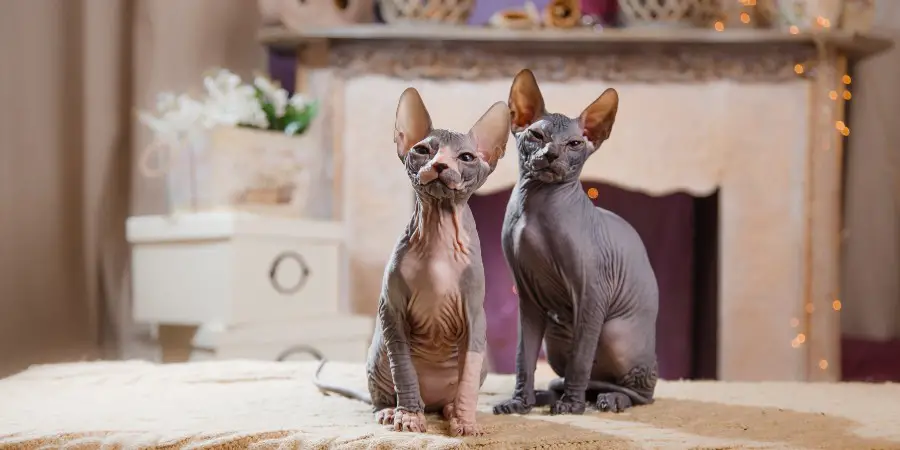 How much are hairless cats?